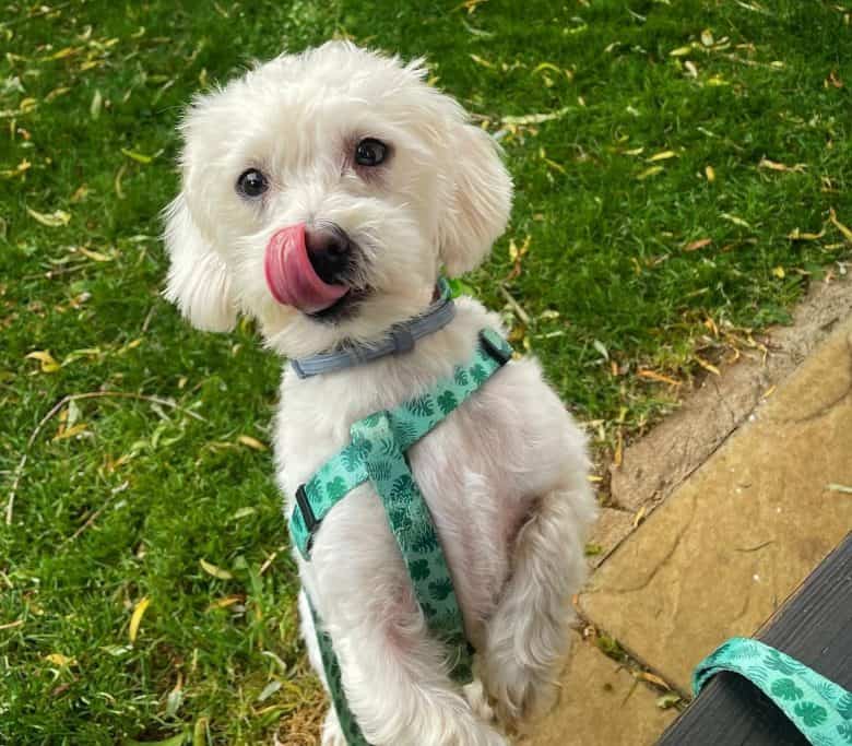 A rescue dog sticking its tongue out