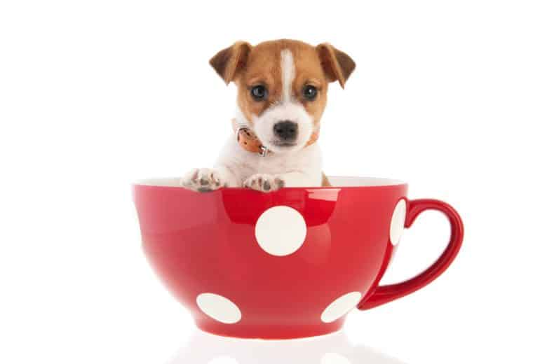 A Jack Russell Terrier puppy in a big coffee cup