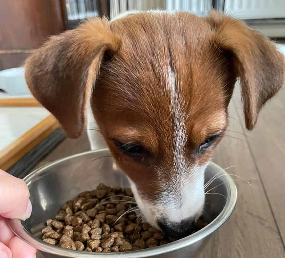 Jack Russell Terrier eating his kibble meal