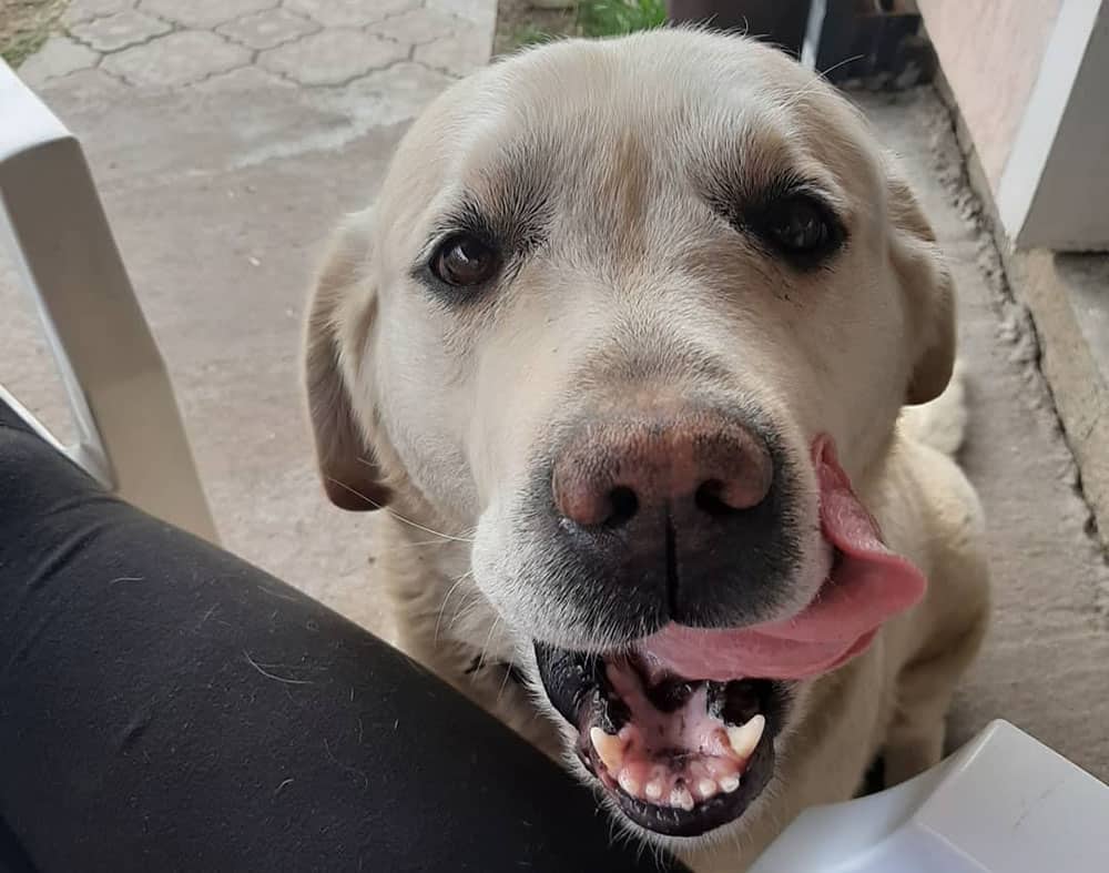 Labrador Retriever dog tongues out asking for treat