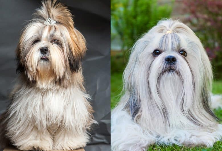 A Lhasa Apso and a Shih Tzu