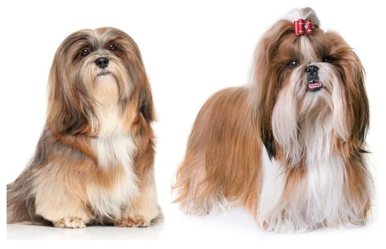 A Lhasa Apso sitting and a Shih Tzu standing