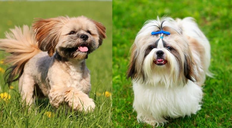 A Lhasa Apso and a Shih Tzu running outdoors
