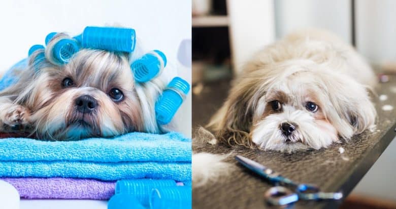 A Lhasa Apso and a Shih Tzu with grooming tools