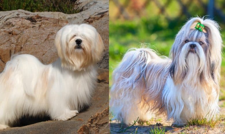 A Lhasa Apso and a Shih Tzu standing