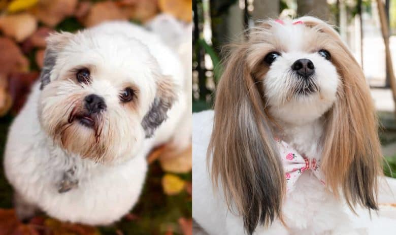 A Lhasa Apso and a Shih Tzu looking up