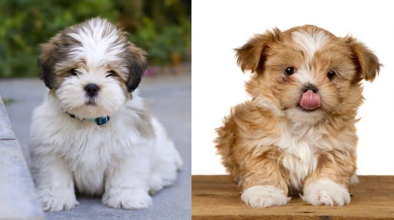 Lhasa Apso and Shih Tzu puppies