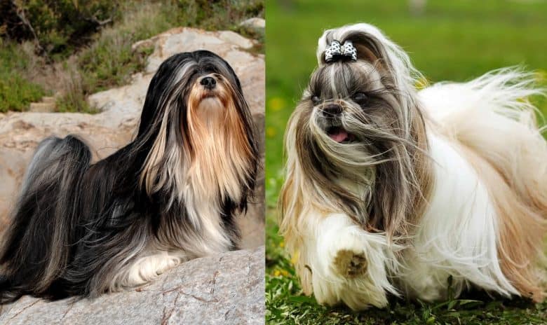 A Lhasa Apso and a Shih Tzu outdoors