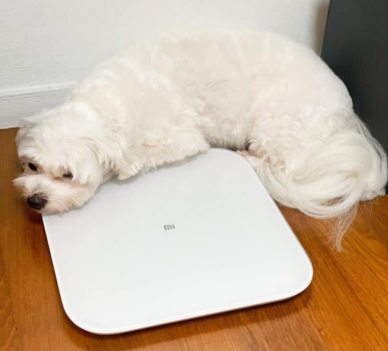 A Maltese dog lying down on a weighing scale