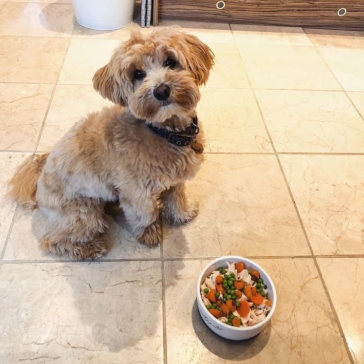 A Maltese Toy Poodle mix with dog food