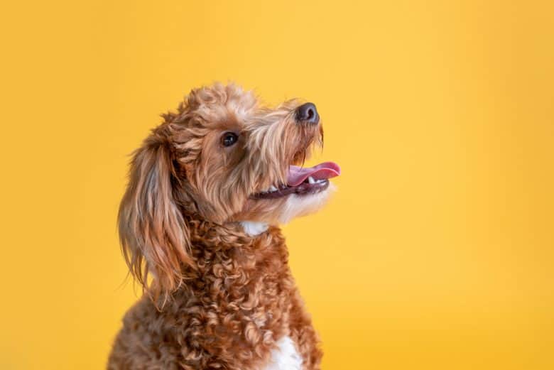 A side-view image of a Miniature Goldendoodle puppy