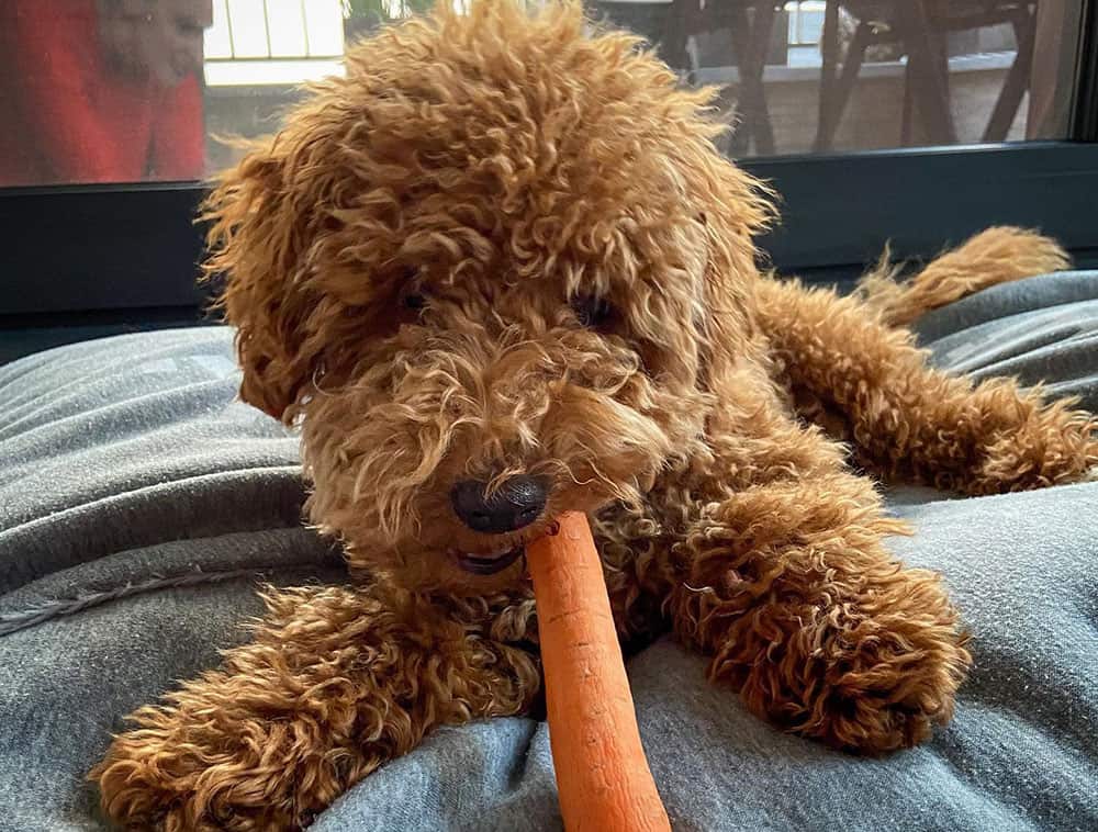 Miniature Poodle eating a raw carrot