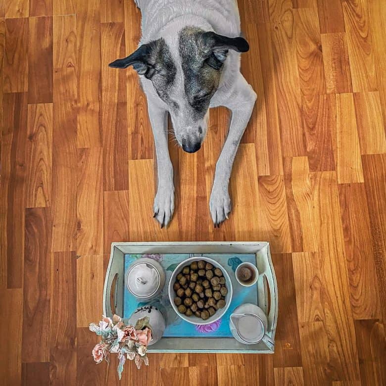 A rescue dog lying in front of its food
