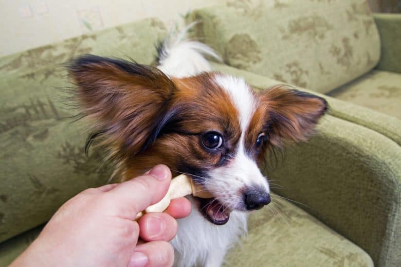 A Papillon being fed with a dog treat by its owner