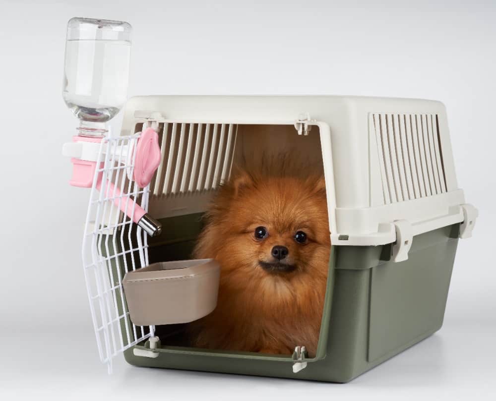 SunGrow Water Bottle No Drip Pet Dispenser Bottle Cats and Bunnies with Stainless Steel Sucker Rust Proof BPA Free Leak Proof for Puppies Easy to Install in Cage and Crate SunGrow Water Bottle No Drip Pet Dispenser Bottle Cats and Bunnies with Stainless Steel Sucker Rust Proof BPA Free Leak Proof for Puppies Easy to Install in Cage and Crate