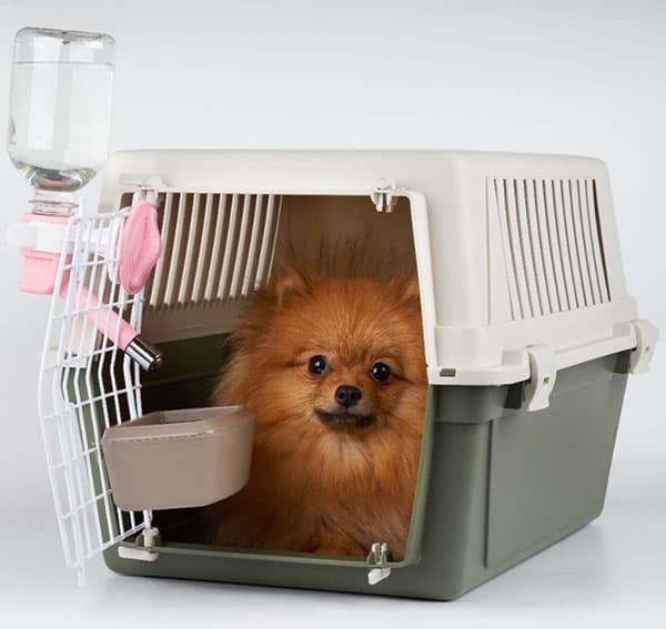 Pomeranian Spitz inside the pet carrier with watering supply