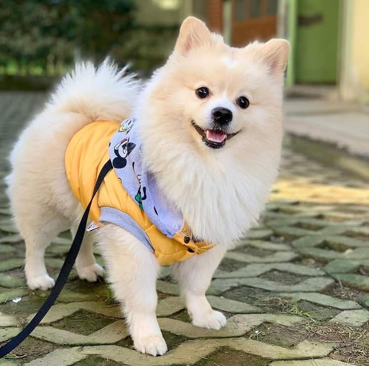 A leashed Pomeranian standing outdoors