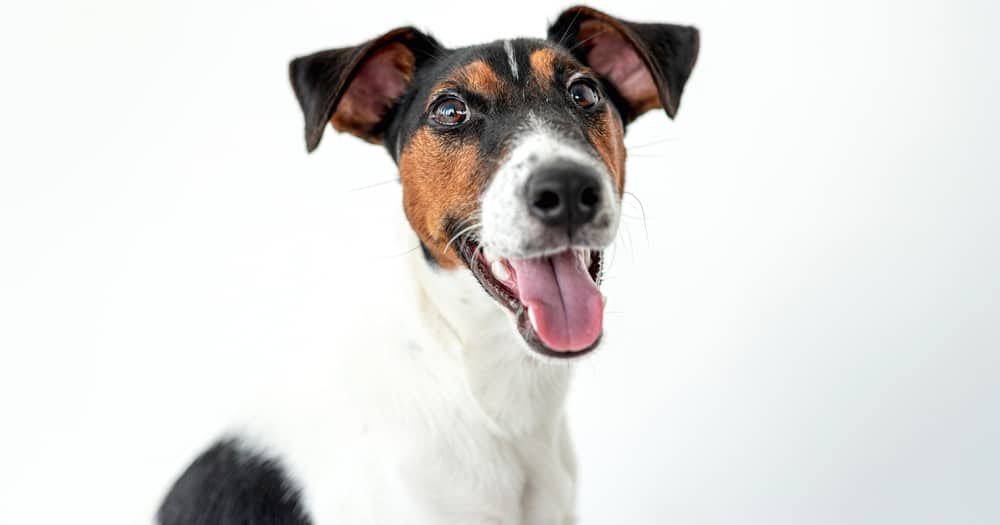 Portrait of Smooth Fox Terrier dog