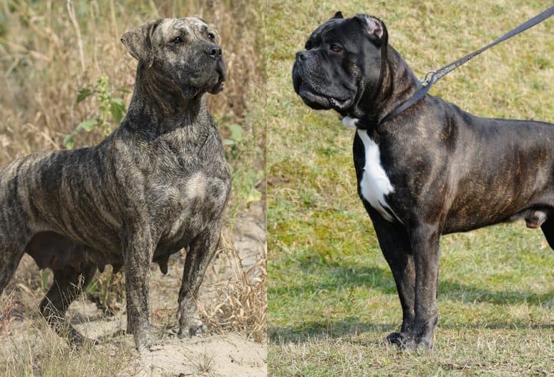 A Presa Canario and a Cane Corso standing in a field