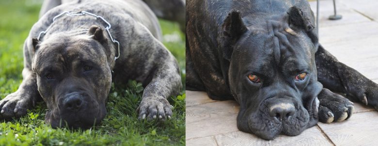 A Presa Canario and a Cane Corso lying down