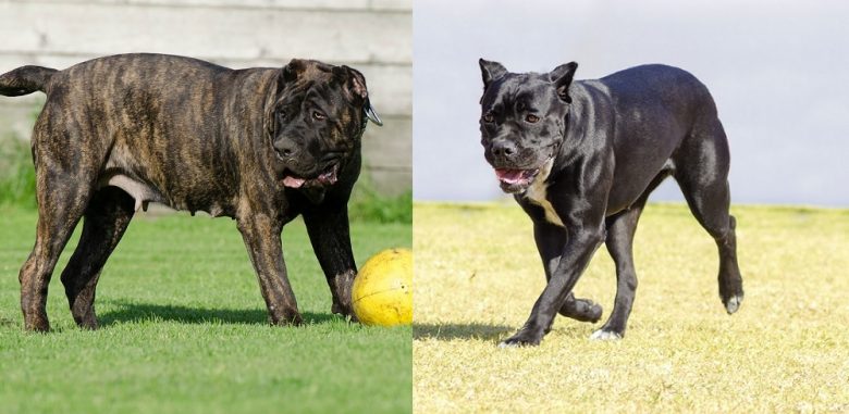 A Presa Canario and a Cane Corso standing on the grass