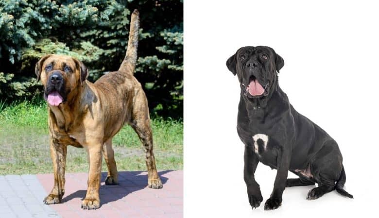 A Presa Canario standing and a Cane Corso sitting