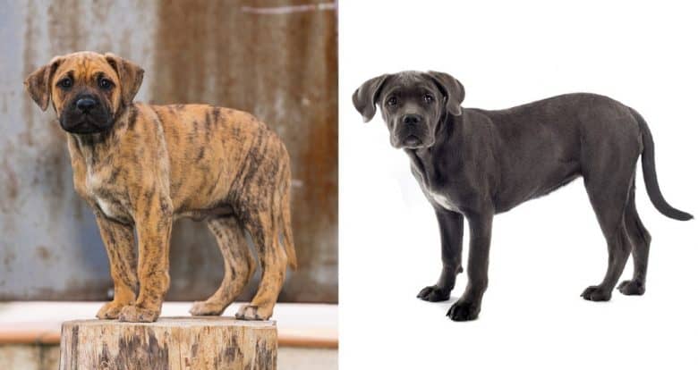 A Presa Canario puppy and a Cane Corso puppy