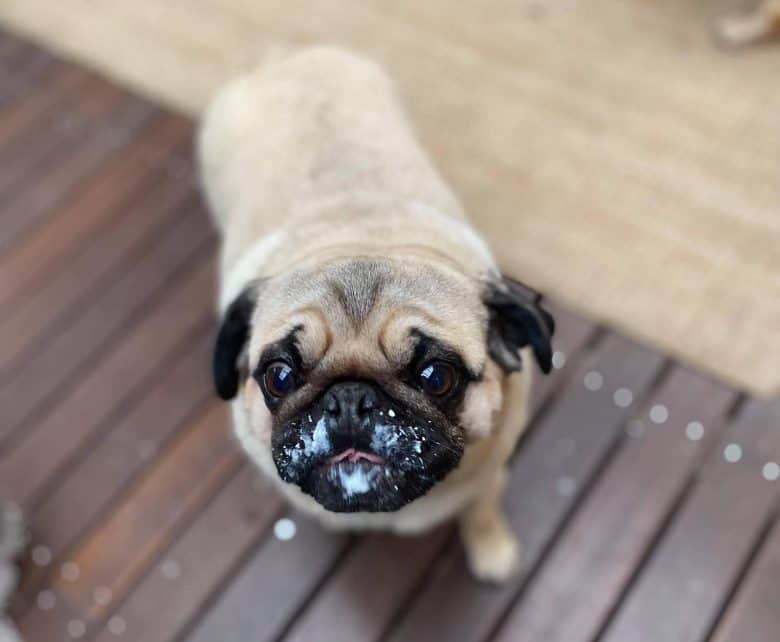 A Pug with yogurt on its mouth