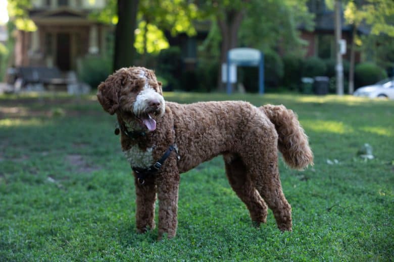 A Goldendoodle standing in the park
