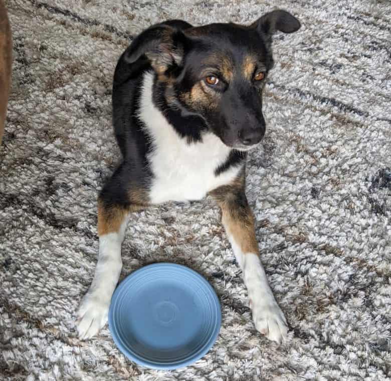A rescue dog with a plate