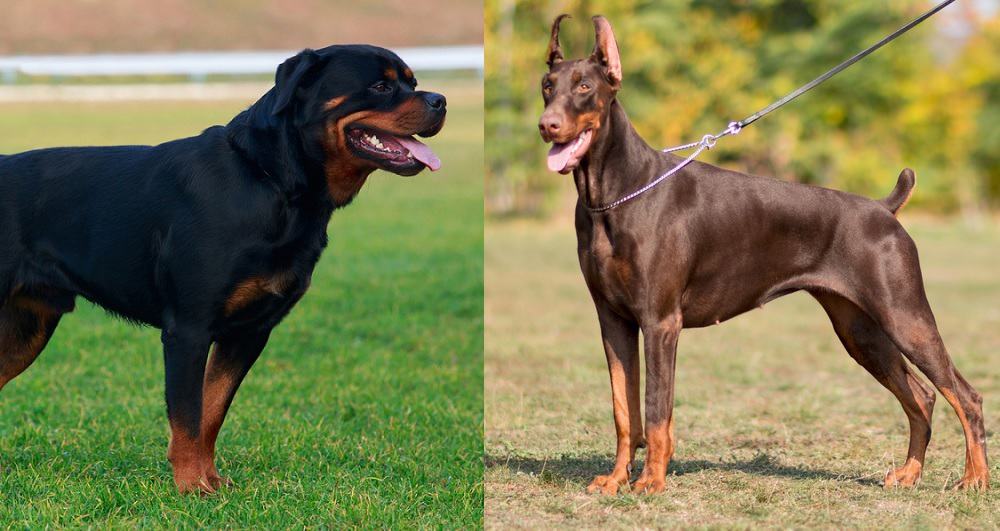 Doberman vs Rottweiler Which One is Better For Your Home? K9 