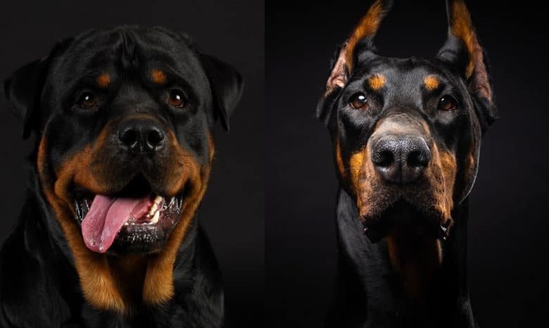 Close-up images of the Rottweiler and Doberman Pinscher in black background