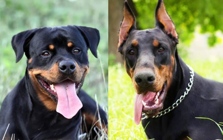 A Rottweiler and a Doberman Pinscher sticking their tongues out