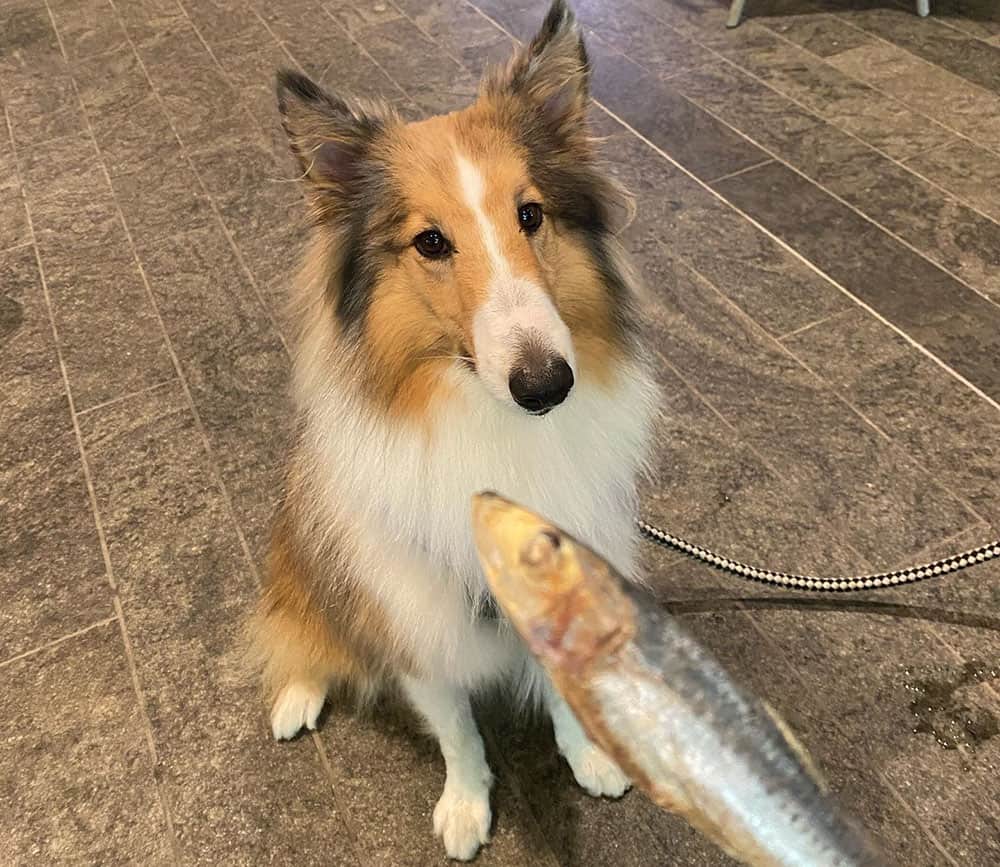 Sheltie dog looking at the dried fish treat