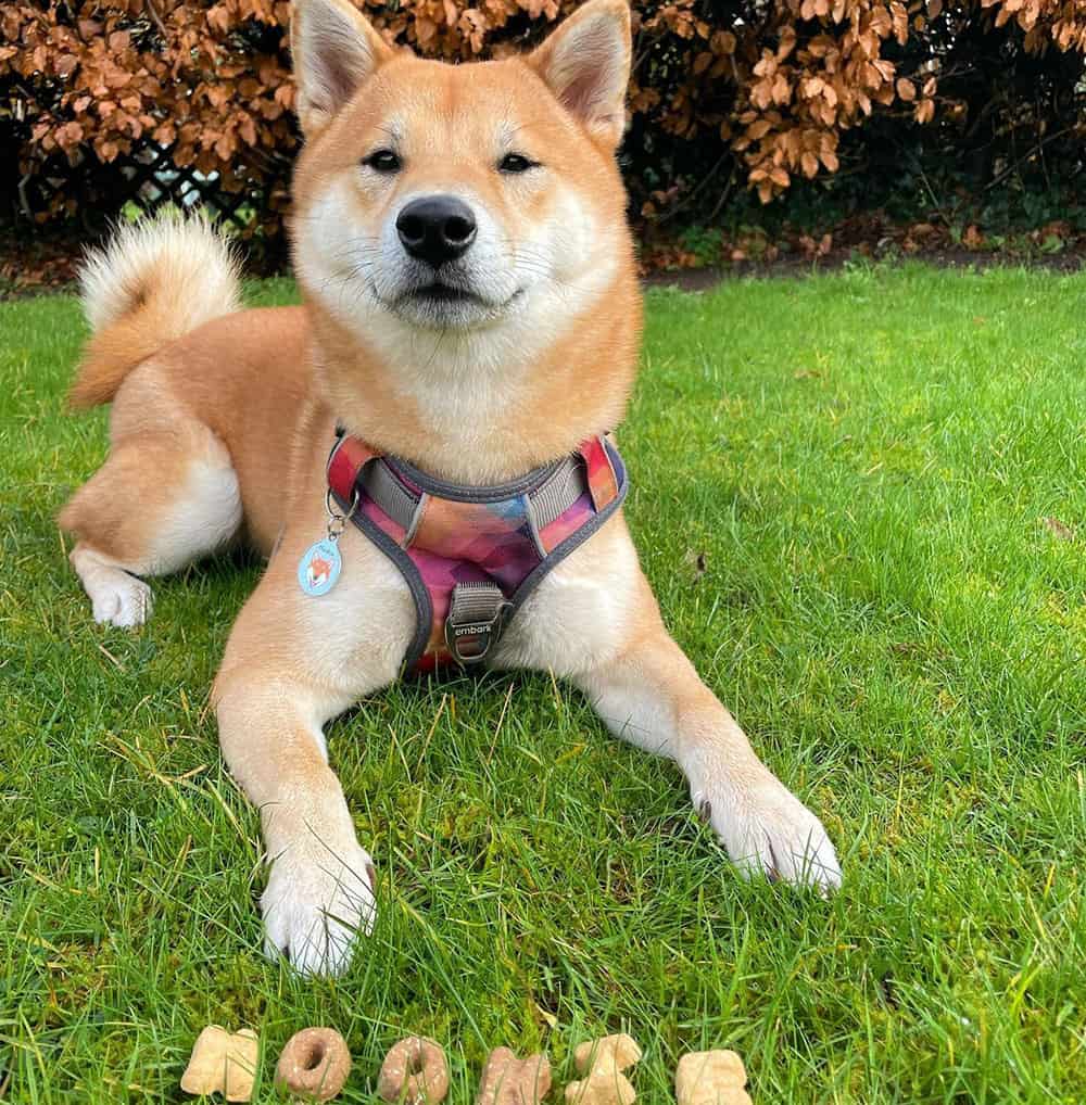 Shiba Inu dog laying on the grass with the cookies treats