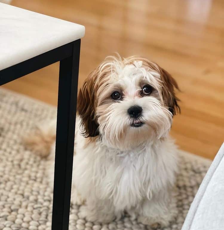 An adorable Shih Tzu Lhasa Apso mix dog