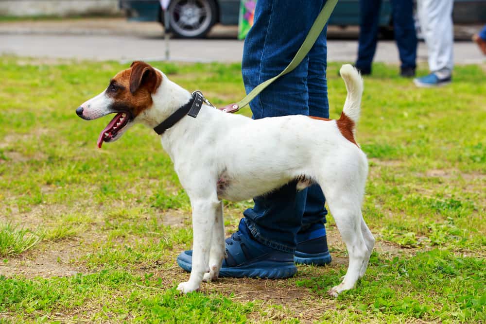Side view portrait of Smooth Fox Terrier wearing a leash
