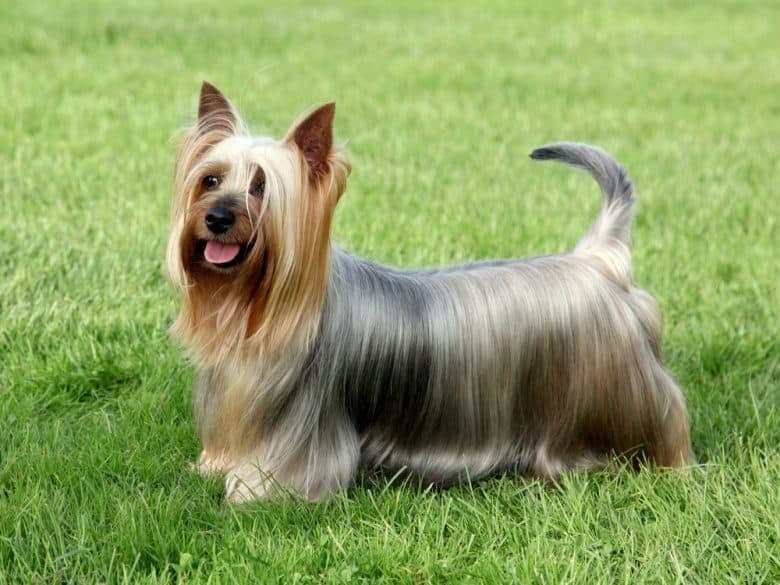 A Silky Terrier standing on the grass