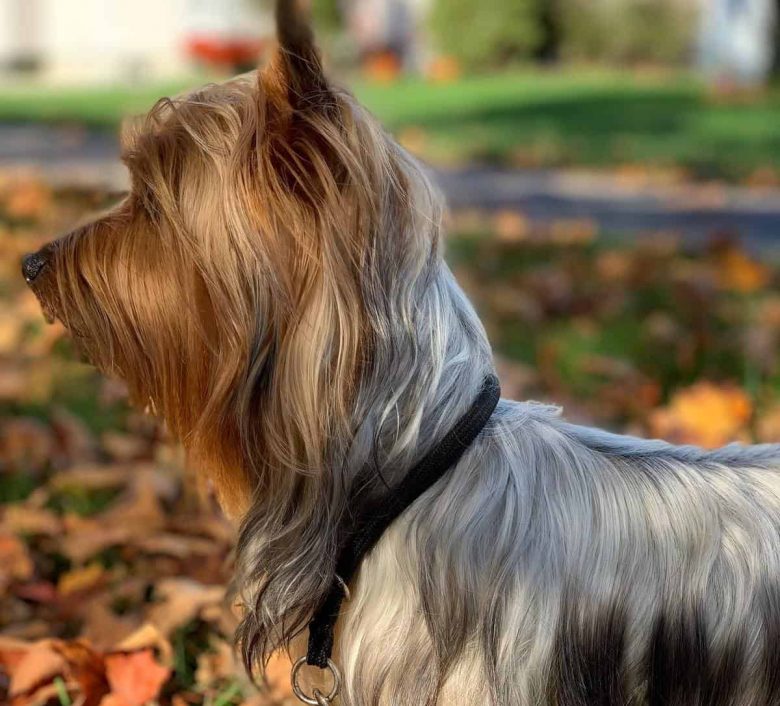 A Silky Terrier standing sideways to the camera