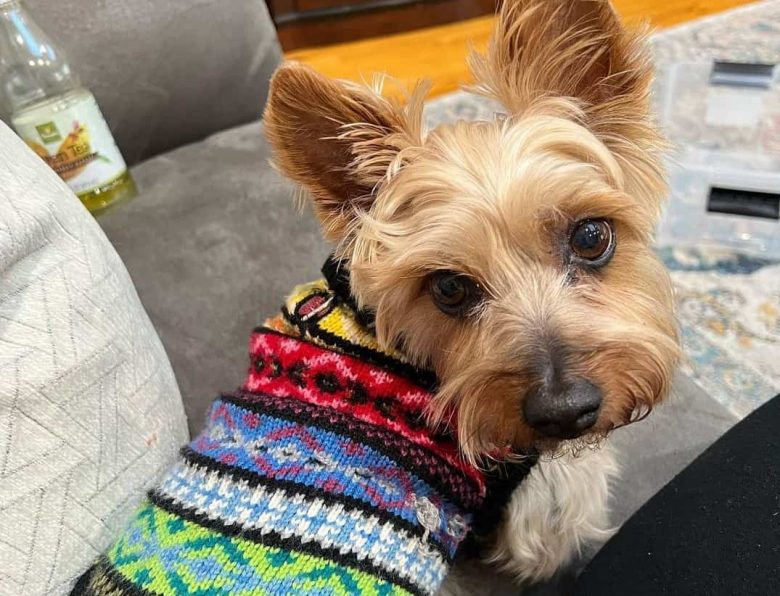 A Silky Terrier wearing a colorful sweater