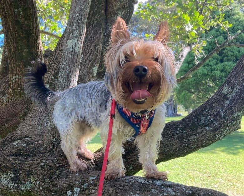 A Silky Terrier standing on a tree