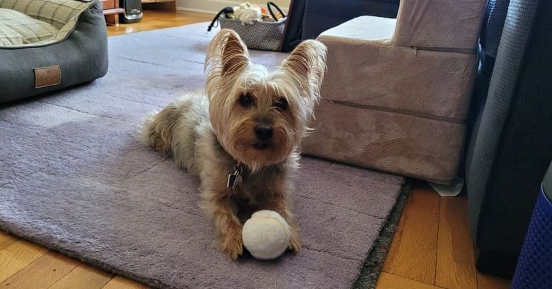 A Silky Terrier with a ball