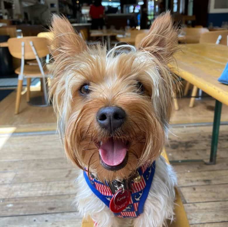 A Silky Terrier smiling