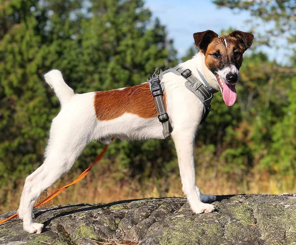 Smooth Fox Terrier on top of a boulder