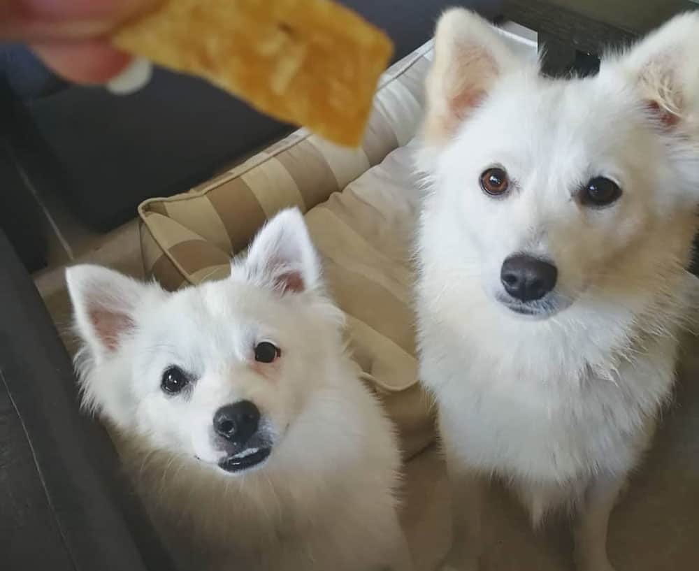 Two Japanese Spitz dogs waiting for the ox green tripe treat