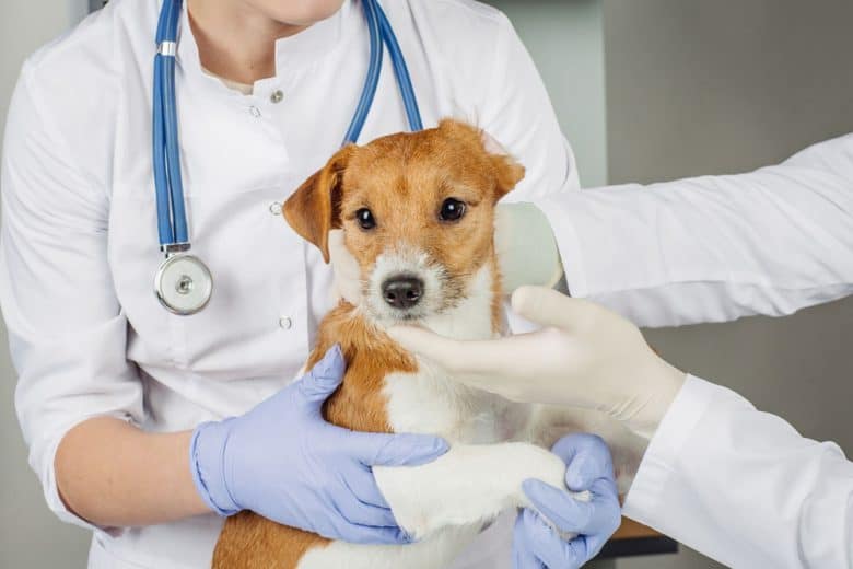 A Parson Russell Terrier with veterinarians