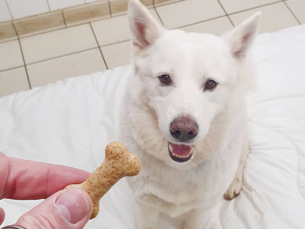 White dog got a delicious crunchy treat