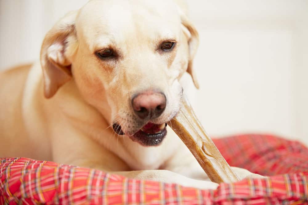 Yellow Labrador Retriever chewing bone