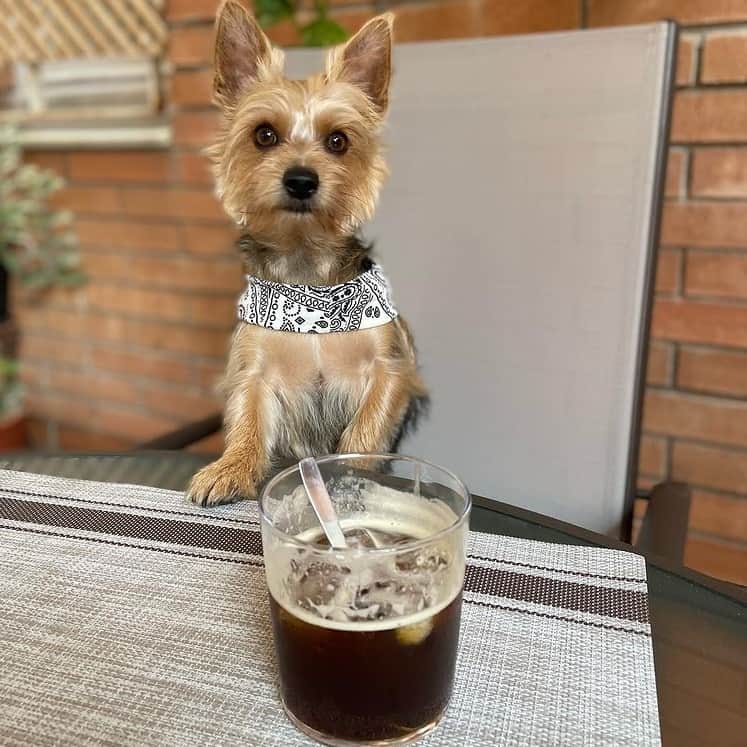 A Yorkshire Terrier with iced coffee