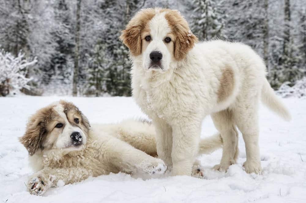 Two 14-week-old Pyrenean Mastiff puppies